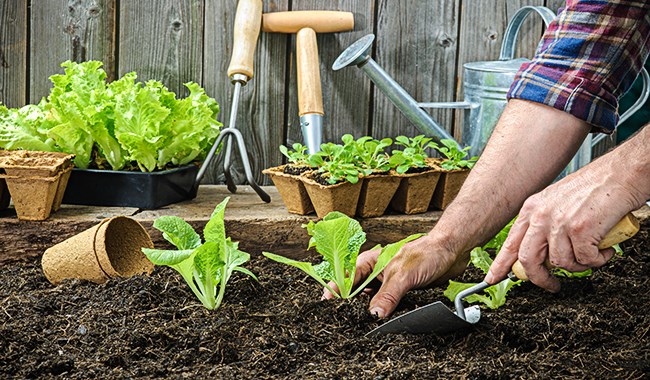 Garden Tools